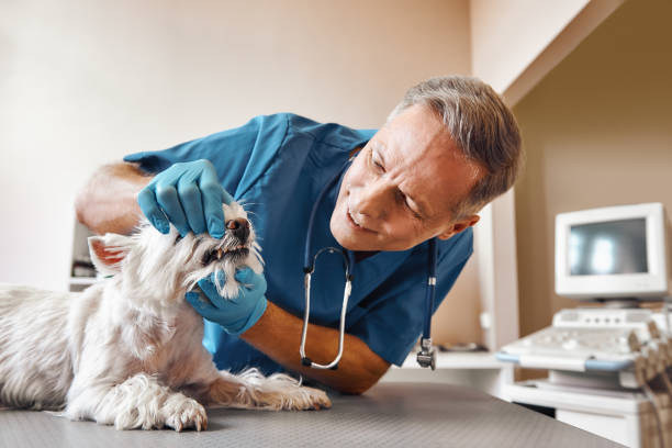 Best Emergency Root Canal Treatment in Bell, CA